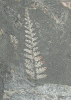 Pflanzliche Fossilien