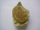 Inoceramus patootensis