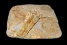 Spurenfossil (verm. Krebsgänge); 