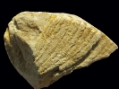 Spurenfossil Syringomorpha nilssoni (Torell, 1868)