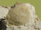 Plagiostoma cretacea