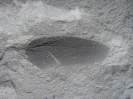 Archimesoblatta sp. ( 2,5 cm)