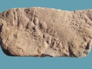 Sandsteinplatt mit Strömungsmarker 