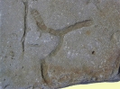 Spurenfossil Thalassinoides isp.