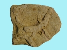 Spurenfossil Thalassinoides isp.