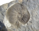 Ammonit Freboldiceras sp.