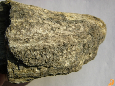 Eozän - Verkieseltes  Holz 2