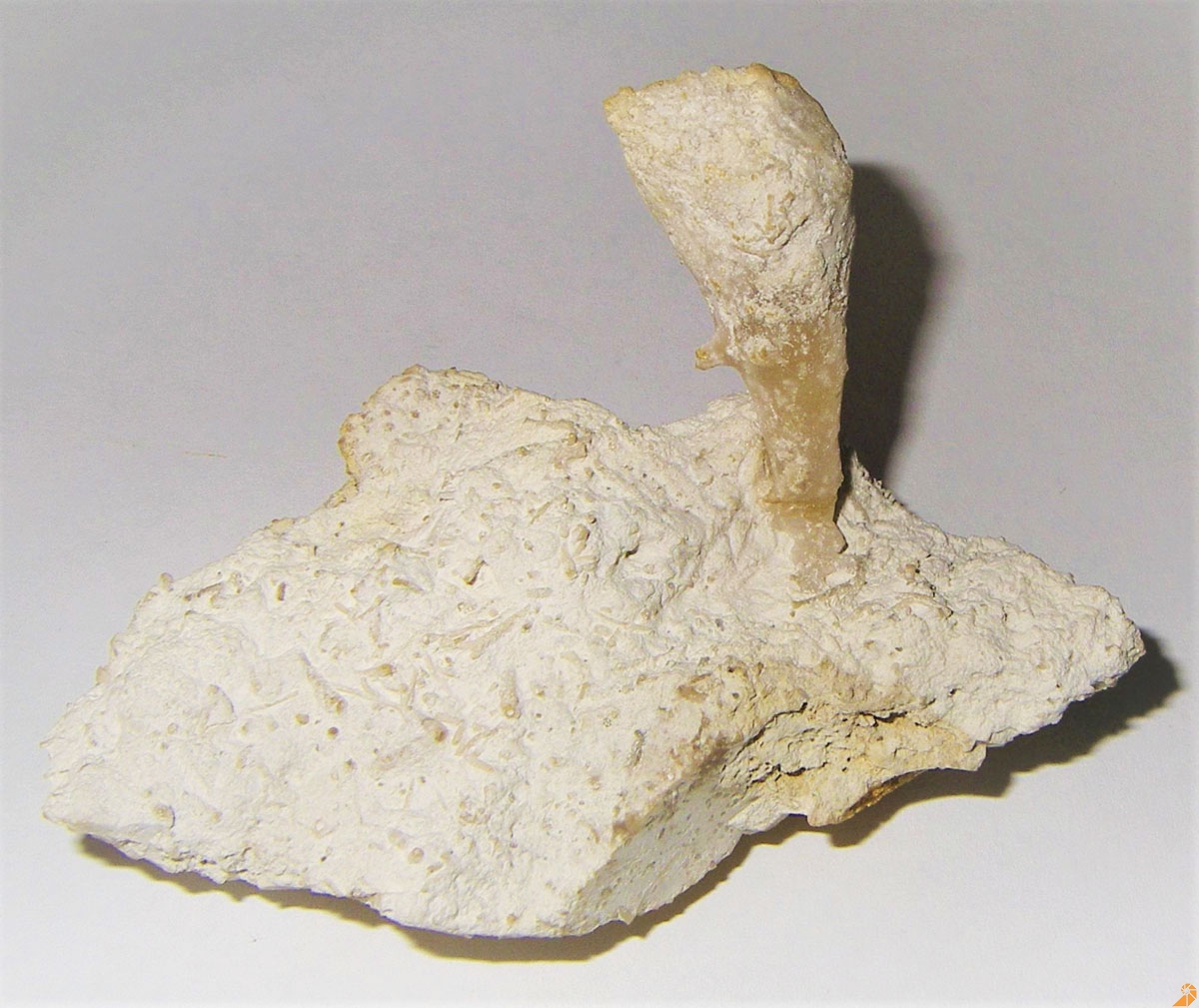 Bryozoe