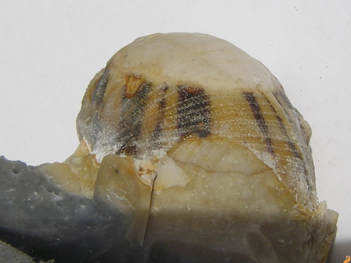 Muschel Pycnodonte vesicularis 