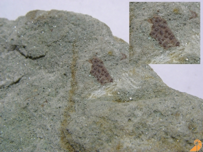Actinolepis tuberculata (Mark-Kurik, 2000)